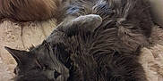 Rio participe au concours pour gagner de l'argent avec cette photo : cat, cats, gray_cat, cream_cat, fluffy, blanket, sherpa_blanket, couch, sofa, indoor, pet, sleeping, relaxed, paws, whiskers, fur, curled_up, sprawled, cozy, home_interior