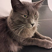 Rio participe au concours pour gagner de l'argent avec cette photo : cat, gray_cat, feline, pet, whiskers, green_eyes, fur, ear, paw, close_up, portrait, indoor, chair, relaxed, resting, animal, muzzle, nose, sleepy, domestic_pet