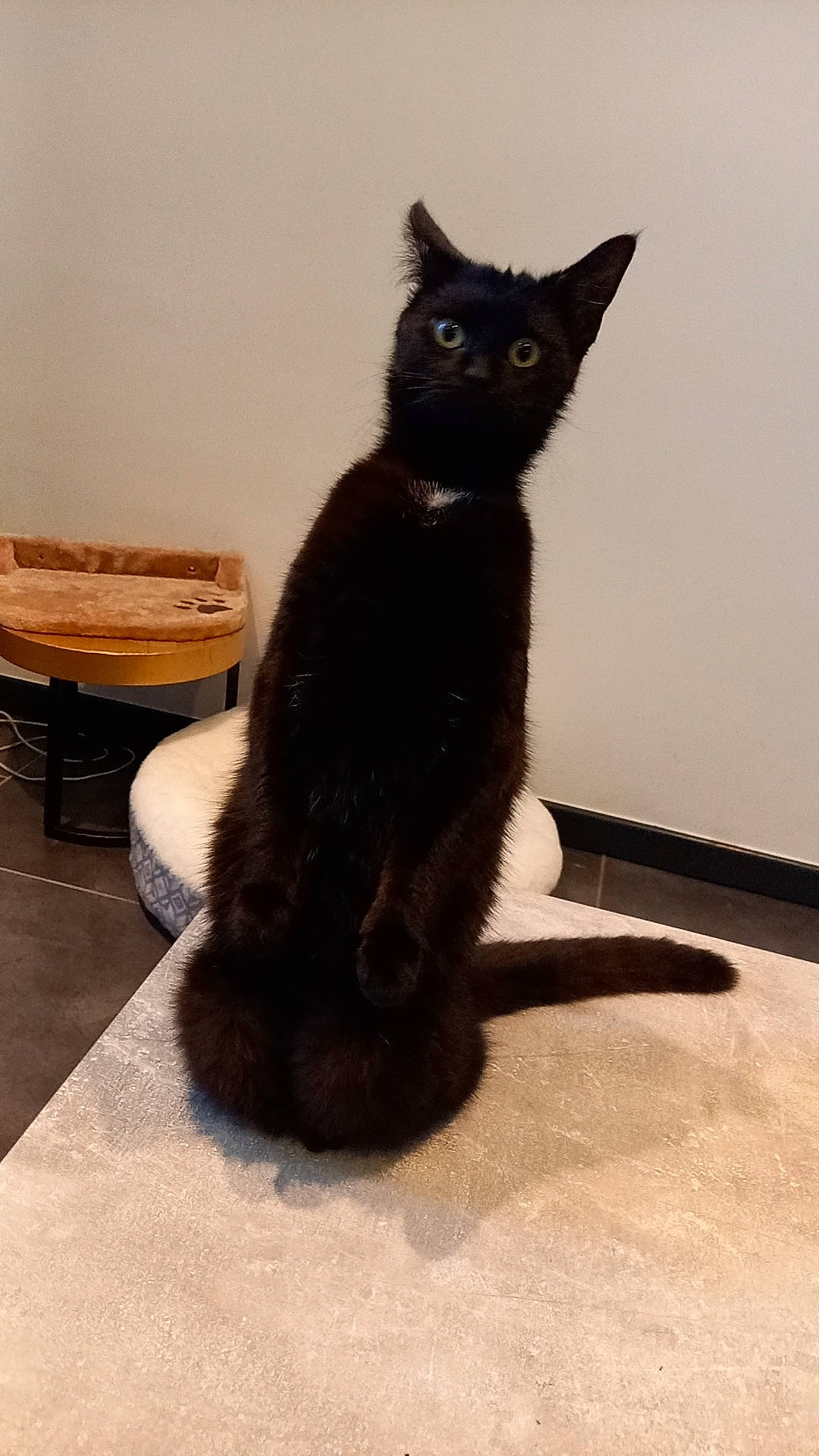 Mystick a rejoint le concours — aidez-le/la à gagner de superbes lots ! black_cat, bombay, carnivore, cat, claw, domestic_short_haired_cat, fawn, felidae, flooring, fur, hardwood, paw, sitting, small_to_medium_sized_cats, snout, tail, terrestrial_animal, whiskers, window, wood