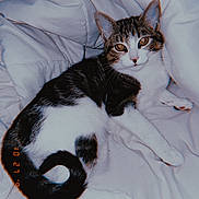 Lyra joined the competition — help win amazing prizes! cat, tabby, white_fur, black_fur, pet, animal, cute, relaxed, indoor, blanket, fur, whiskers, tail, ears, sleepy, comfort, domestic, mammal, resting, cozy