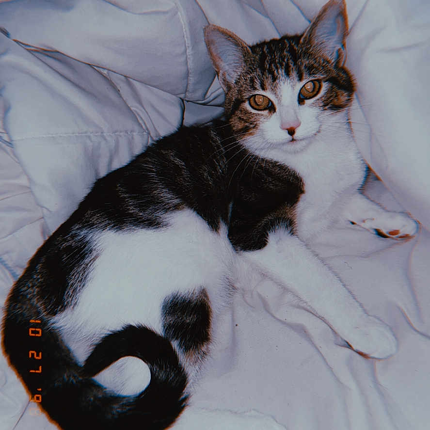 Lyra joined the competition — help win amazing prizes! animal, black_fur, blanket, cat, comfort, cozy, cute, domestic, ears, fur, indoor, mammal, pet, relaxed, resting, sleepy, tabby, tail, whiskers, white_fur