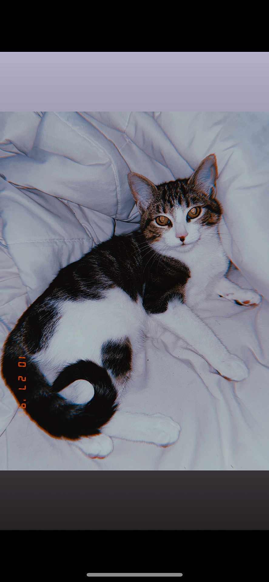 Lyra joined the competition — help win amazing prizes! cat, tabby, white_fur, black_fur, pet, animal, cute, relaxed, indoor, blanket, fur, whiskers, tail, ears, sleepy, comfort, domestic, mammal, resting, cozy