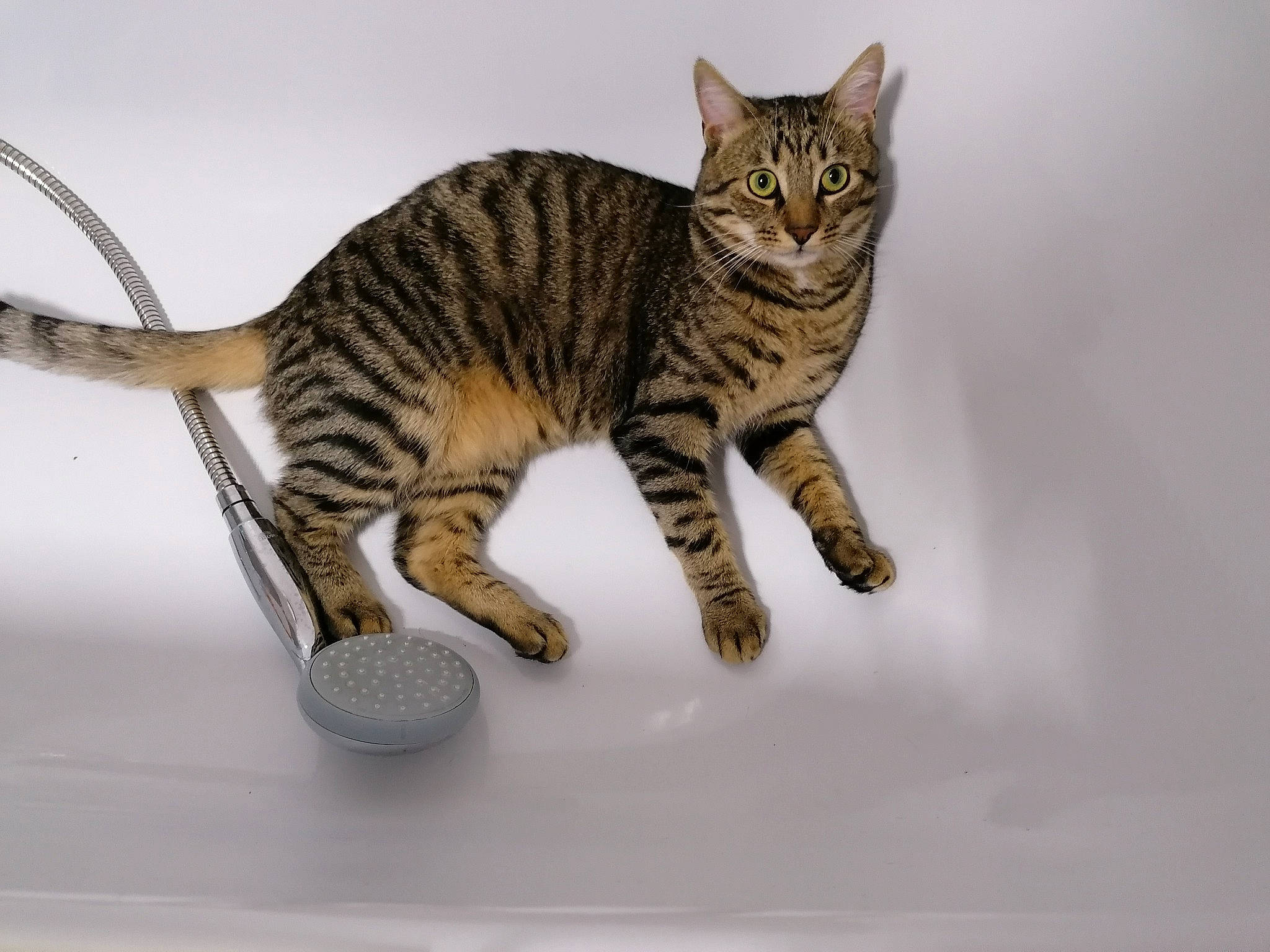 Cookie a rejoint le concours — aidez-le/la à gagner de superbes lots ! carnivore, cat, cat_supply, ceramic, claw, domestic_short_haired_cat, felidae, fur, pet_supply, small_to_medium_sized_cats, snout, tabby_cat, tail, terrestrial_animal, toe, vertebrate, whiskers