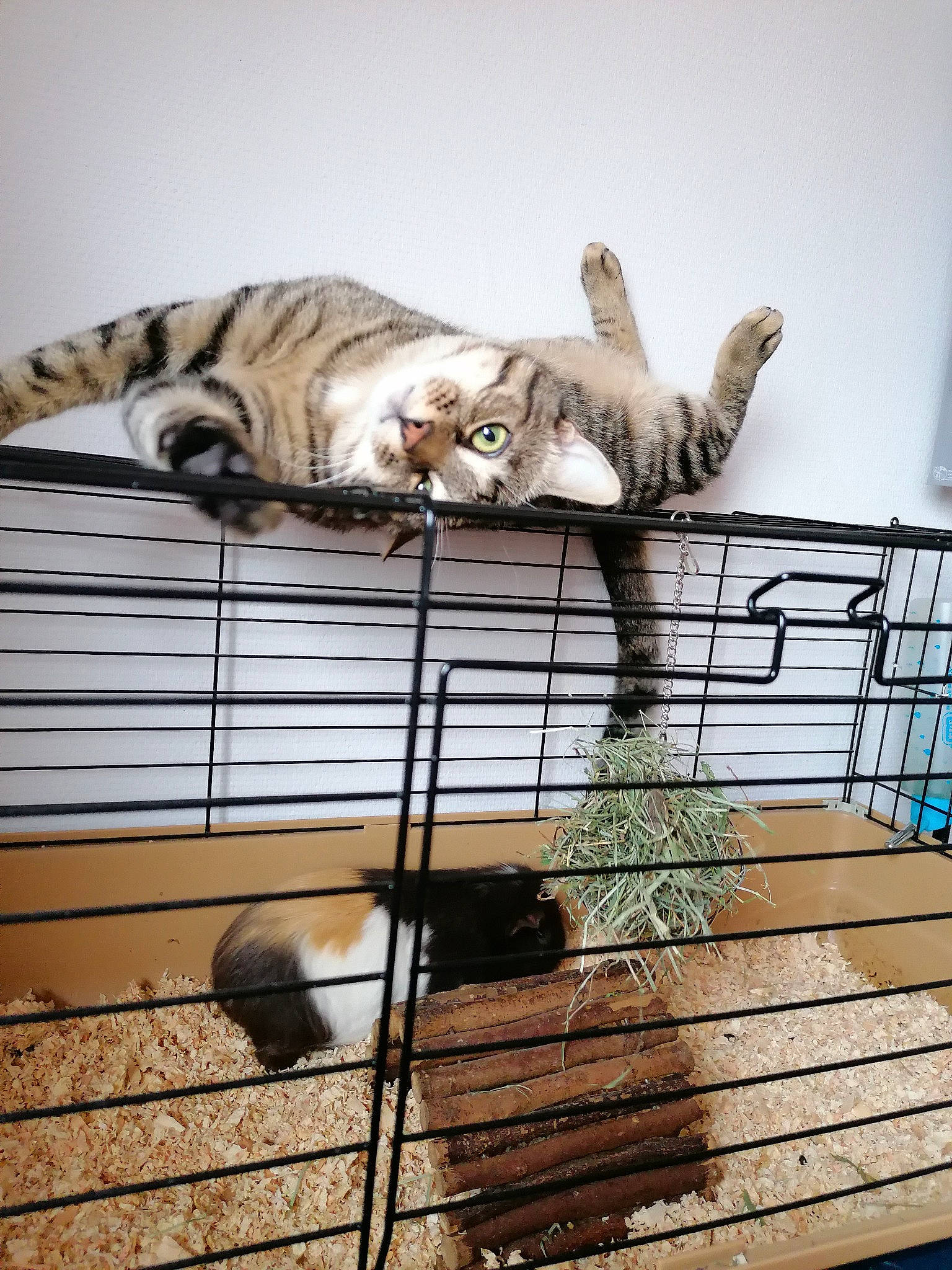 Cookie a rejoint le concours — aidez-le/la à gagner de superbes lots ! animal_shelter, cage, carnivore, cat, domestic_short_haired_cat, felidae, fur, pet_supply, small_to_medium_sized_cats, snout, tail, terrestrial_animal, vertebrate, whiskers