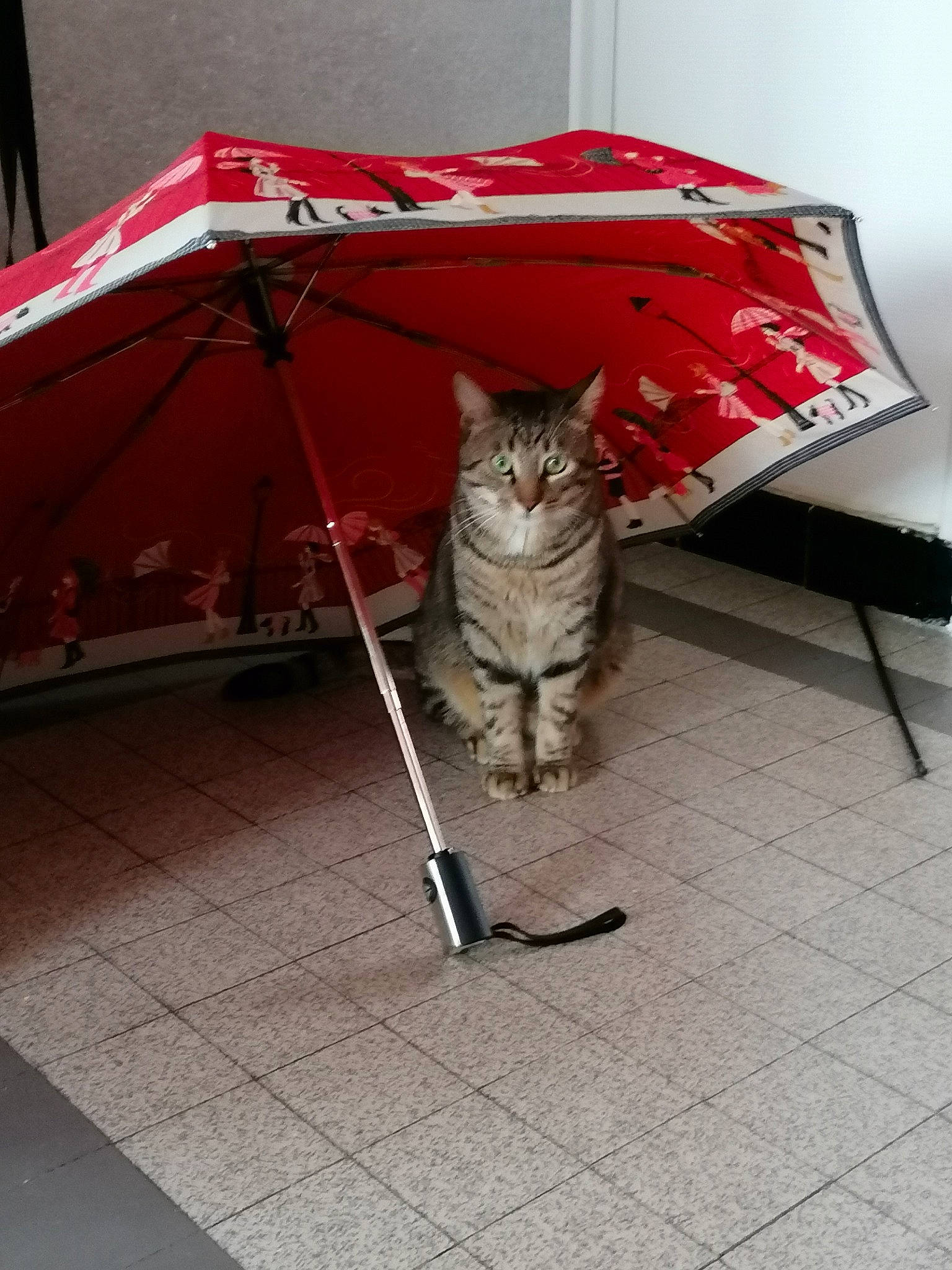 Cookie participe au concours pour gagner de l'argent avec cette photo : baggage, carnivore, cat, domestic_short_haired_cat, felidae, floor, flooring, fur, pet_supply, small_to_medium_sized_cats, tabby_cat, tail, tile, vertebrate, whiskers