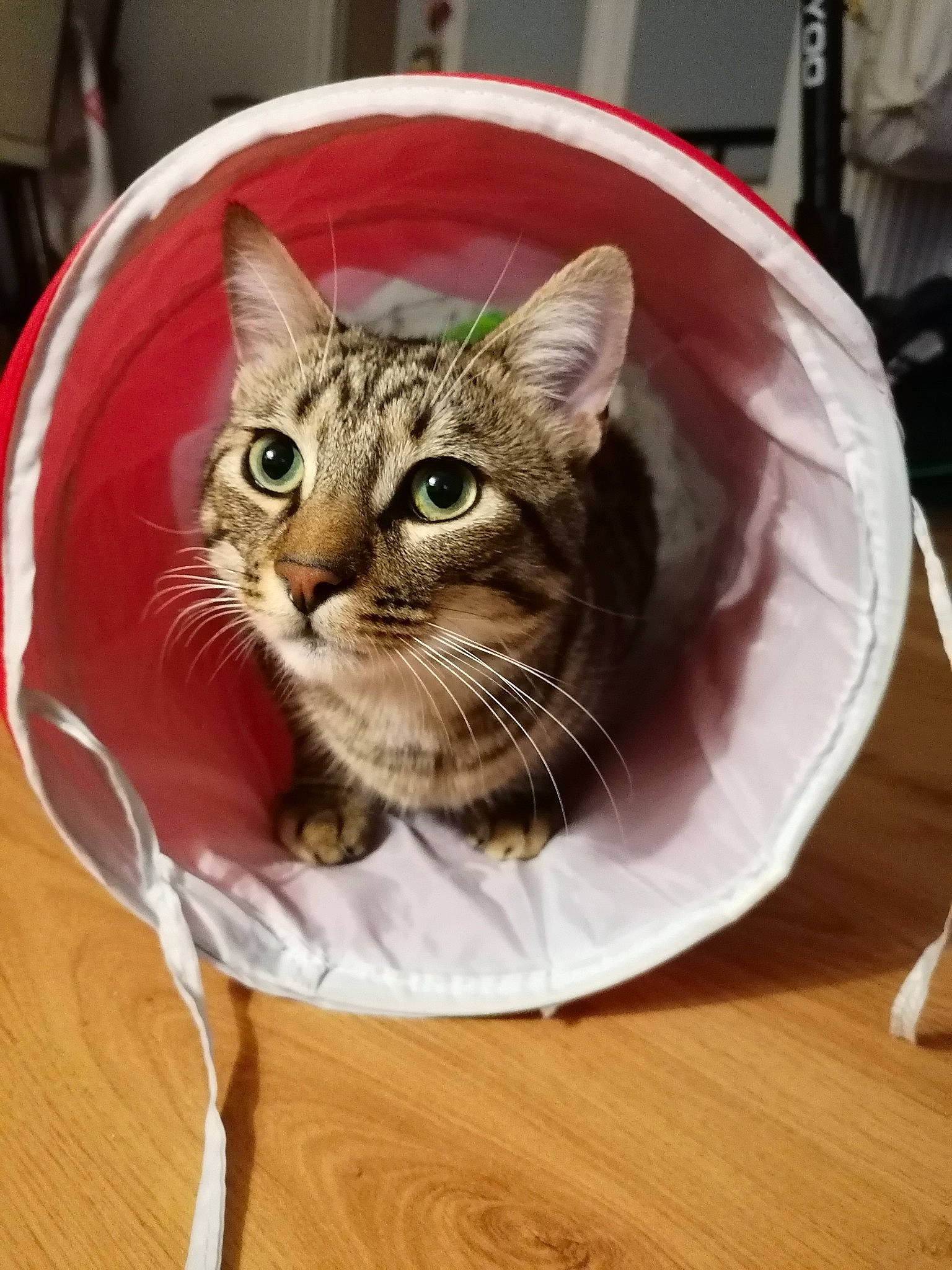 Cookie participe au concours pour gagner de l'argent avec cette photo : carnivore, cat, cat_supply, dishware, domestic_short_haired_cat, european_shorthair, felidae, hardwood, home_accessories, kitchen_utensil, kitten, laminate_flooring, pet_supply, small_to_medium_sized_cats, snout, tabby_cat, whiskers, wood_flooring, wood_stain