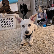 Snoopy is registered to the contest to win money with this photo: dog, puppy, white_dog, carpet, chew_toy, laundry_basket, stuffed_animal, vacuum_cleaner, indoor, pet, floor, ears, paw, toy, home, cozy, curious, animal, small_dog, living_room