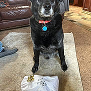 Evo is registered to the contest to win money with this photo: dog, black_dog, gift, present, bow, carpet, living_room, furniture, leather_couch, wooden_cabinet, pet_collar, indoor, home, animal, curious, sitting, wrapped_present, note, floor, casual