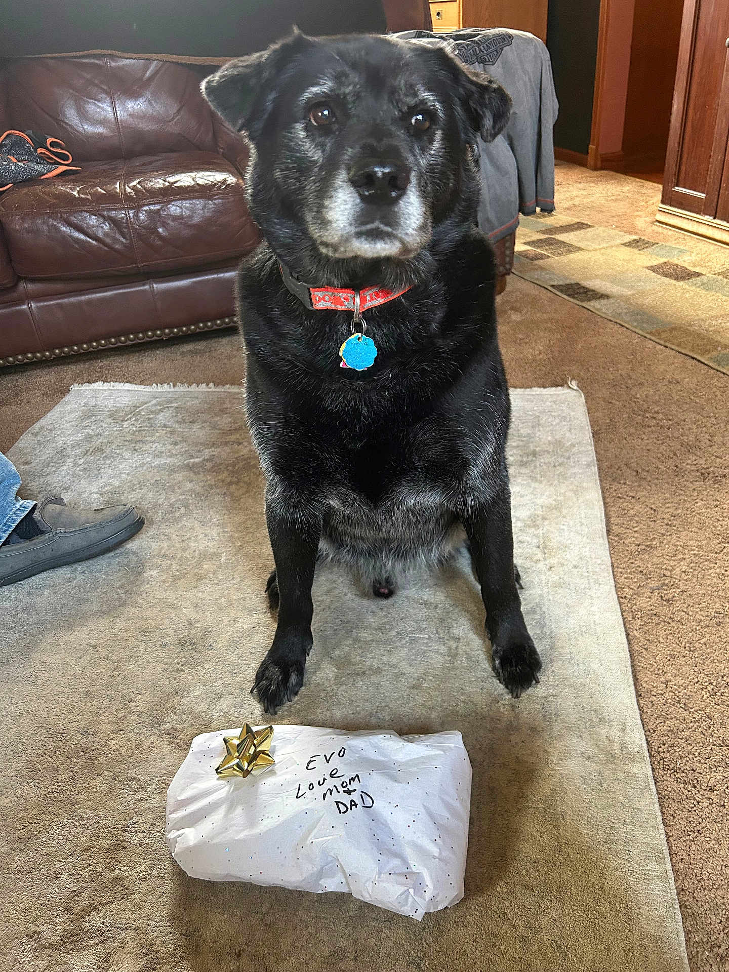Evo is registered to the contest to win money with this photo: dog, black_dog, gift, present, bow, carpet, living_room, furniture, leather_couch, wooden_cabinet, pet_collar, indoor, home, animal, curious, sitting, wrapped_present, note, floor, casual
