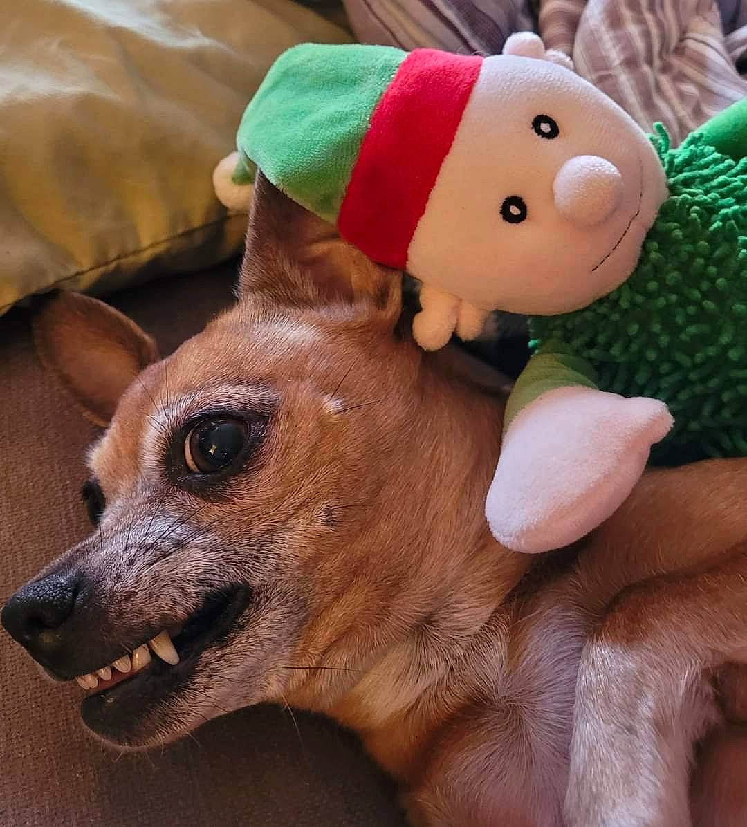 Toto is registered to the contest to win money with this photo: cap, carnivore, chihuahua, companion_dog, dog, dog_breed, fawn, fur, hat, liver, nose, plush, snout, stuffed_toy, sunglasses, terrestrial_animal, toy, toy_dog, whiskers, working_animal