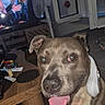 dog, cat, pet, portrait, close_up, tongue_out, happy, brown_fur, floppy_ears, collar, indoors, living_room, couch, television, fan, window, coffee_table, wood, flash_photography, curious_cat