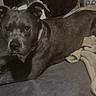 dog, pet, canine, lying_down, bed, blanket, bedroom, indoor, portrait, short_hair, brown_coat, white_markings, floppy_ears, upright_ears, tail, paws, looking_at_camera, cozy, monochrome, relaxed