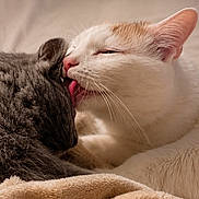 Oliver And Indigo joined the competition — help win amazing prizes! cat, cats, white_cat, gray_cat, licking, affection, feline, pets, animal, cute, cozy, bed, blanket, fur, whiskers, ears, resting, companionship, closeup, indoor
