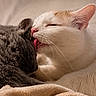 cat, cats, white_cat, gray_cat, licking, affection, feline, pets, animal, cute, cozy, bed, blanket, fur, whiskers, ears, resting, companionship, closeup, indoor