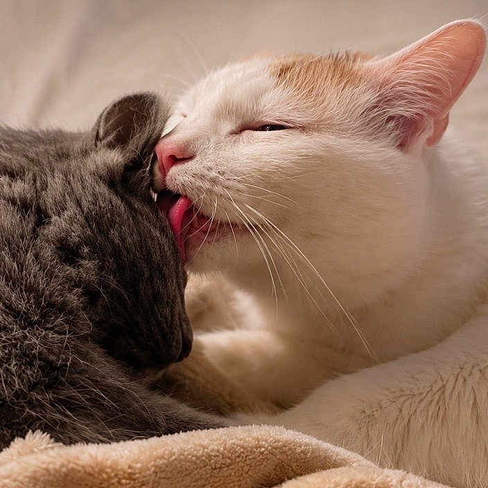 Oliver And Indigo joined the competition — help win amazing prizes! cat, cats, white_cat, gray_cat, licking, affection, feline, pets, animal, cute, cozy, bed, blanket, fur, whiskers, ears, resting, companionship, closeup, indoor