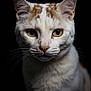 cat, close_up, portrait, animal, pet, whiskers, yellow_eyes, orange_spots, white_fur, ears, feline, face, fur_texture, looking_at_camera, dark_background, sharp_focus, animal_portrait, cute, domestic_cat, mammal
