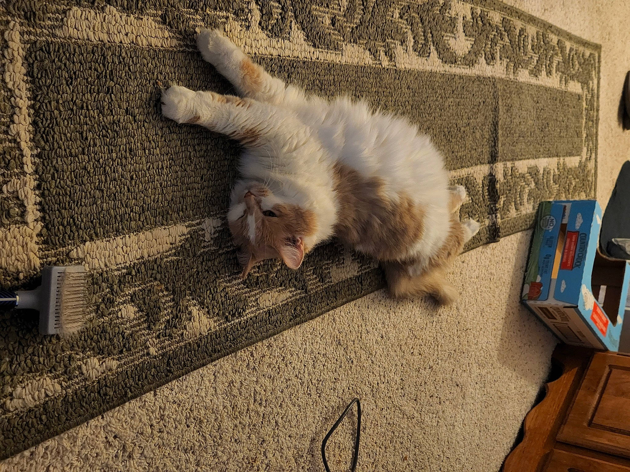 Hera joined the competition — help win amazing prizes! canidae, carnivore, cat, claw, comfort, companion_dog, dog_breed, fawn, felidae, flooring, foot, fur, paw, small_to_medium_sized_cats, snout, sporting_group, tail, terrestrial_animal, whiskers, wood