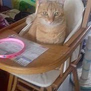 Looping a rejoint le concours — aidez-le/la à gagner de superbes lots ! cat, ginger_cat, high_chair, wooden_chair, indoor, furniture, table, paper, box, curious, pet, animal, domestic, seat, floor, household, cozy, orange_cat, kitten, blurred