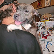 Bailey is registered to the contest to win money with this photo: affection, animal, back_view, black_shirt, blurred, camouflage_hat, canine, close_up, clutter, dog, fridge, happy_dog, holding, home, indoor, kitchen, person, pet, tongue_out, wood_paneling