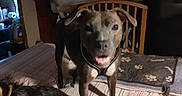 Bailey joined the competition — help win amazing prizes! accessories, animal, beagle, box, canine, couch, dog, furniture, homedecor, hound, husky, indoors, labradorretriever, linen, pet, plywood, pointer, puppy, strap, wood
