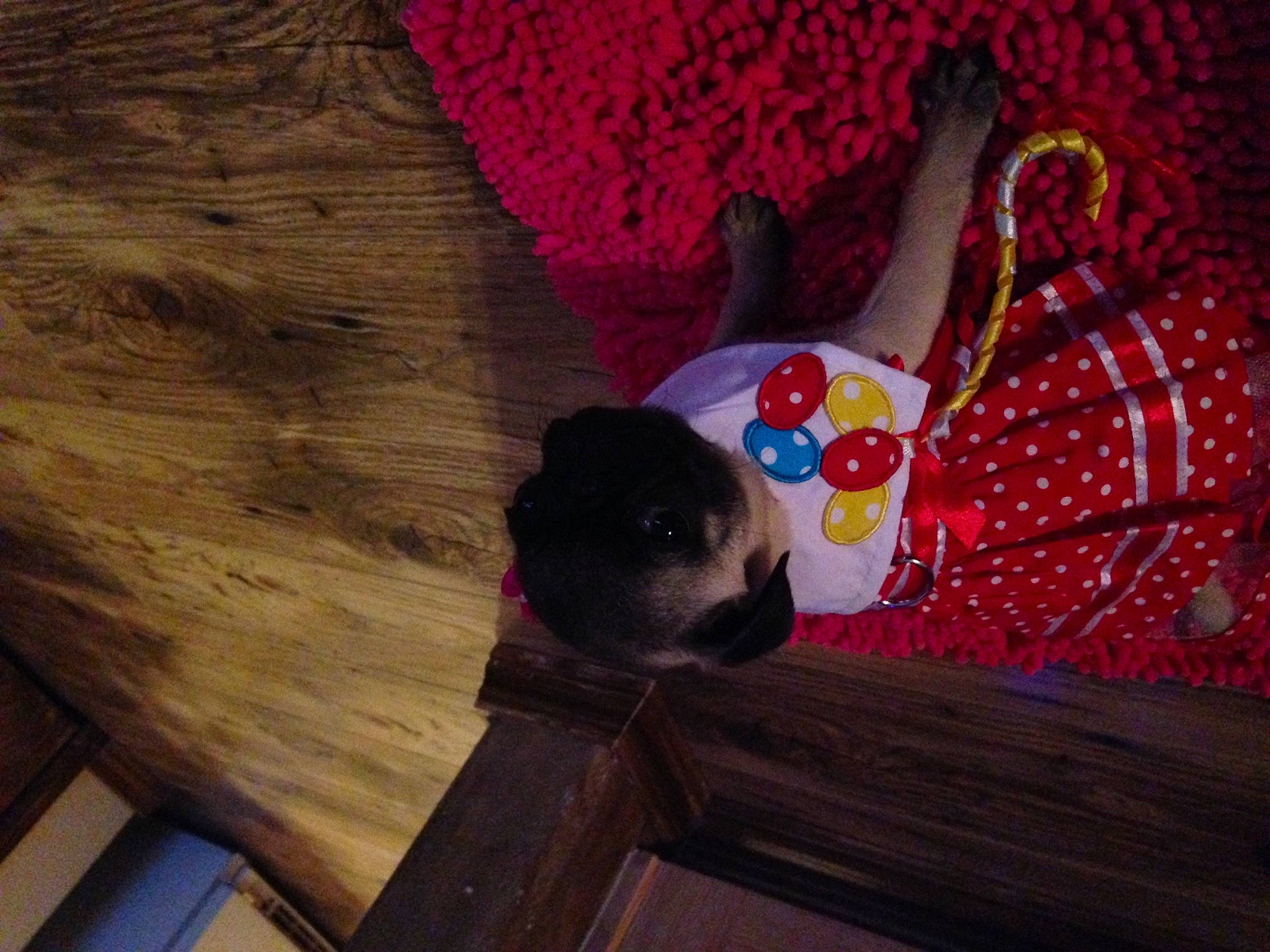 Dixie is registered to the contest to win money with this photo: canidae, carnivore, fawn, non_sporting_group, wood