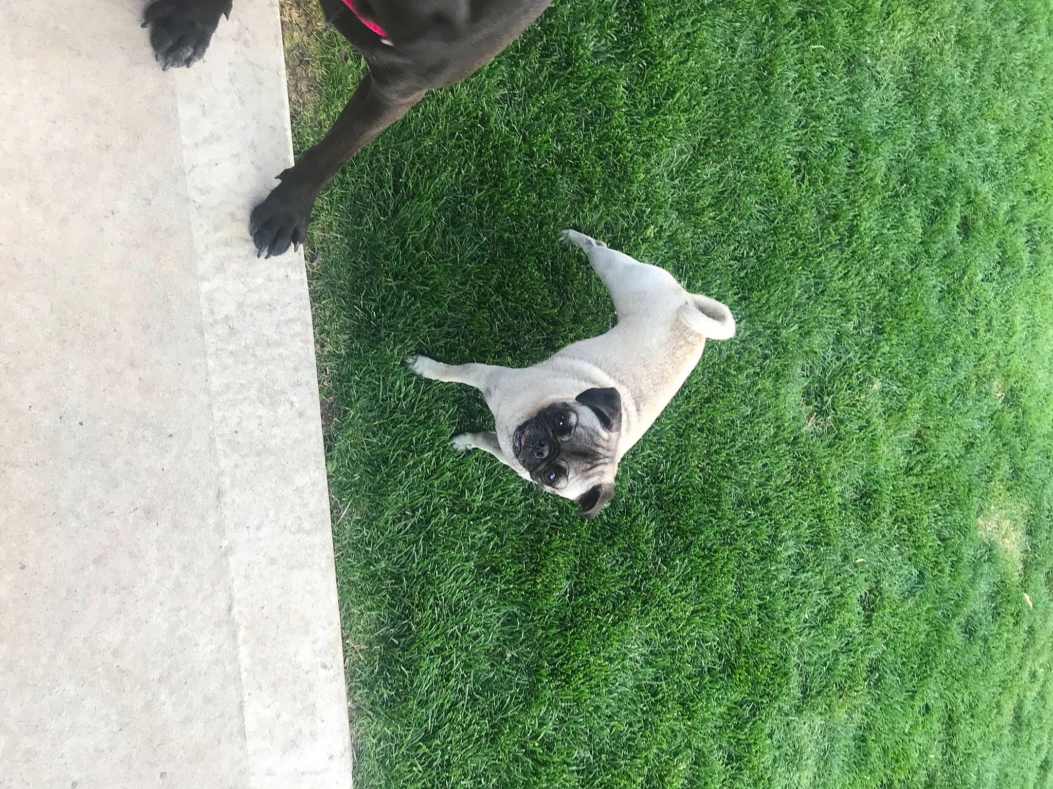 Dixie joined the competition — help win amazing prizes! artificial_turf, canidae, carnivore, cat, dog, dog_breed, fawn, felidae, french_bulldog, grass, green, lawn, non_sporting_group, plant, small_to_medium_sized_cats, sporting_group, tail