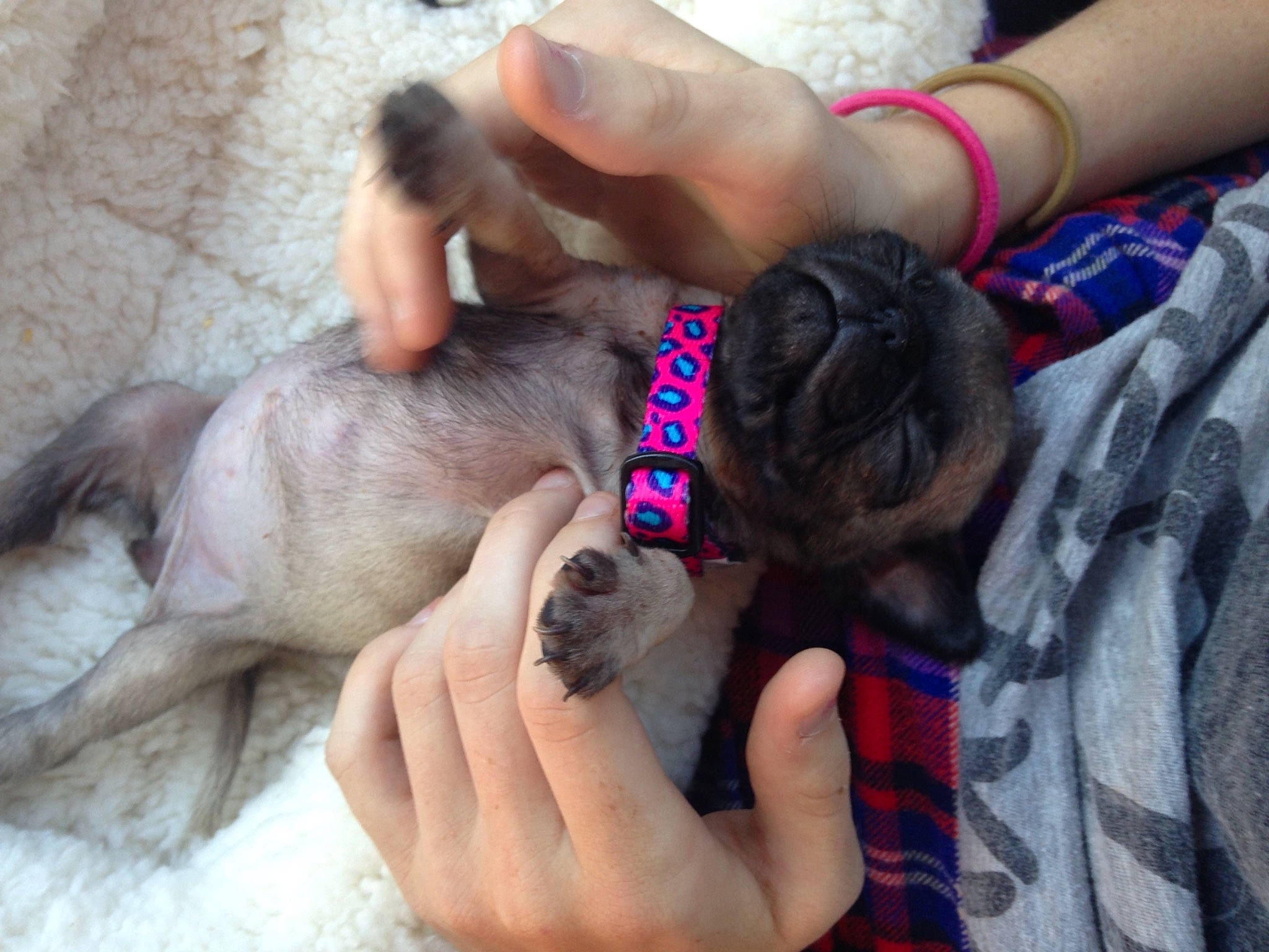 Dixie joined the competition — help win amazing prizes! canidae, carnivore, companion_dog, dog, dog_breed, ear, fawn, guard_dog, hand, nail, non_sporting_group, pug, puppy, puppy_love, sporting_group