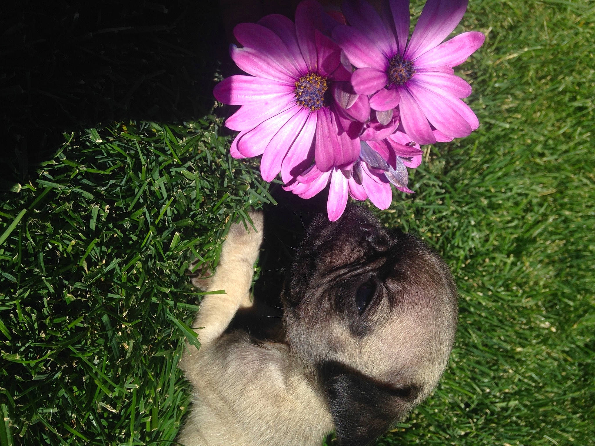 Dixie is registered to the contest to win money with this photo: anemone, canidae, carnivore, dog, dog_breed, flower, grass, malvales, petal, pink, pink_family, plant, puppy, shih_tzu
