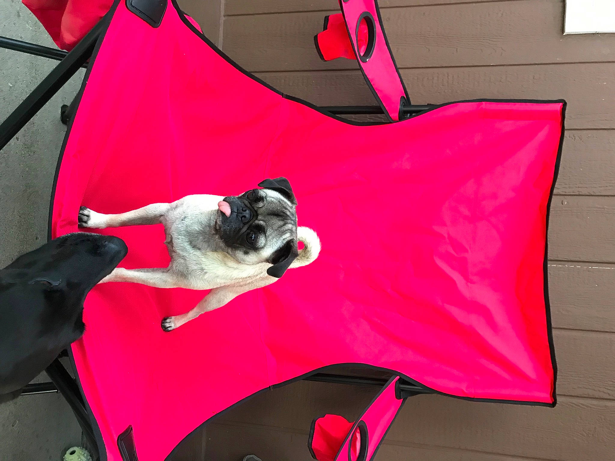 Dixie is registered to the contest to win money with this photo: bag, boston_terrier, canidae, magenta, non_sporting_group, pink