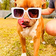 Belle is registered to the contest to win money with this photo: animal, brown_dog, canine, casual, closeup, cute, dog, funny, grass, outdoor, person, pet, playful, summer, sunglasses, sunny, tongue, tongue_out, white_paws, yard