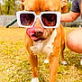 animal, brown_dog, canine, casual, closeup, cute, dog, funny, grass, outdoor, person, pet, playful, summer, sunglasses, sunny, tongue, tongue_out, white_paws, yard