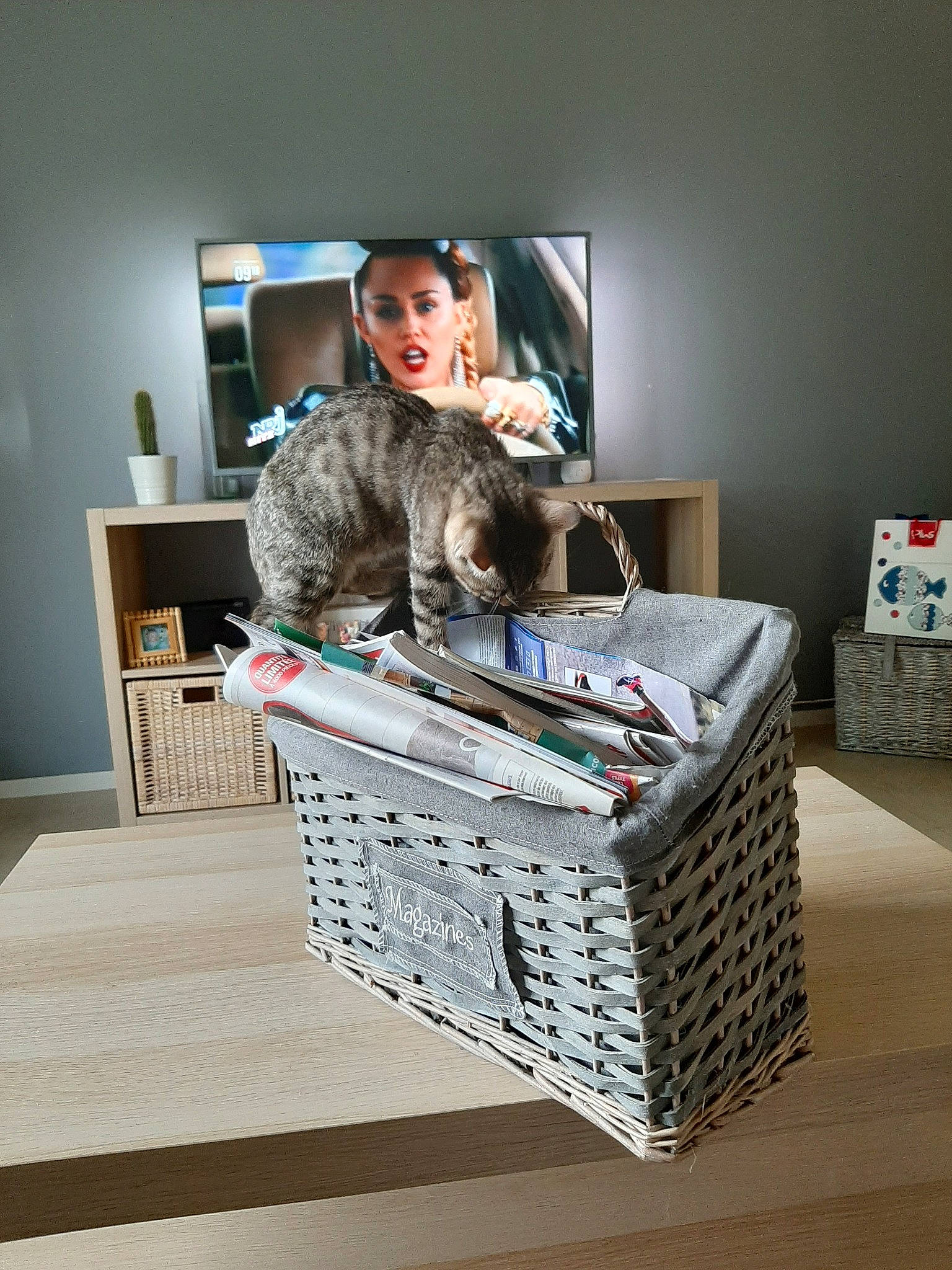 Praline participe au concours pour gagner de l'argent avec cette photo : basket, carnivore, cat, felidae, furniture, home_accessories, small_to_medium_sized_cats, storage_basket, table, wicker