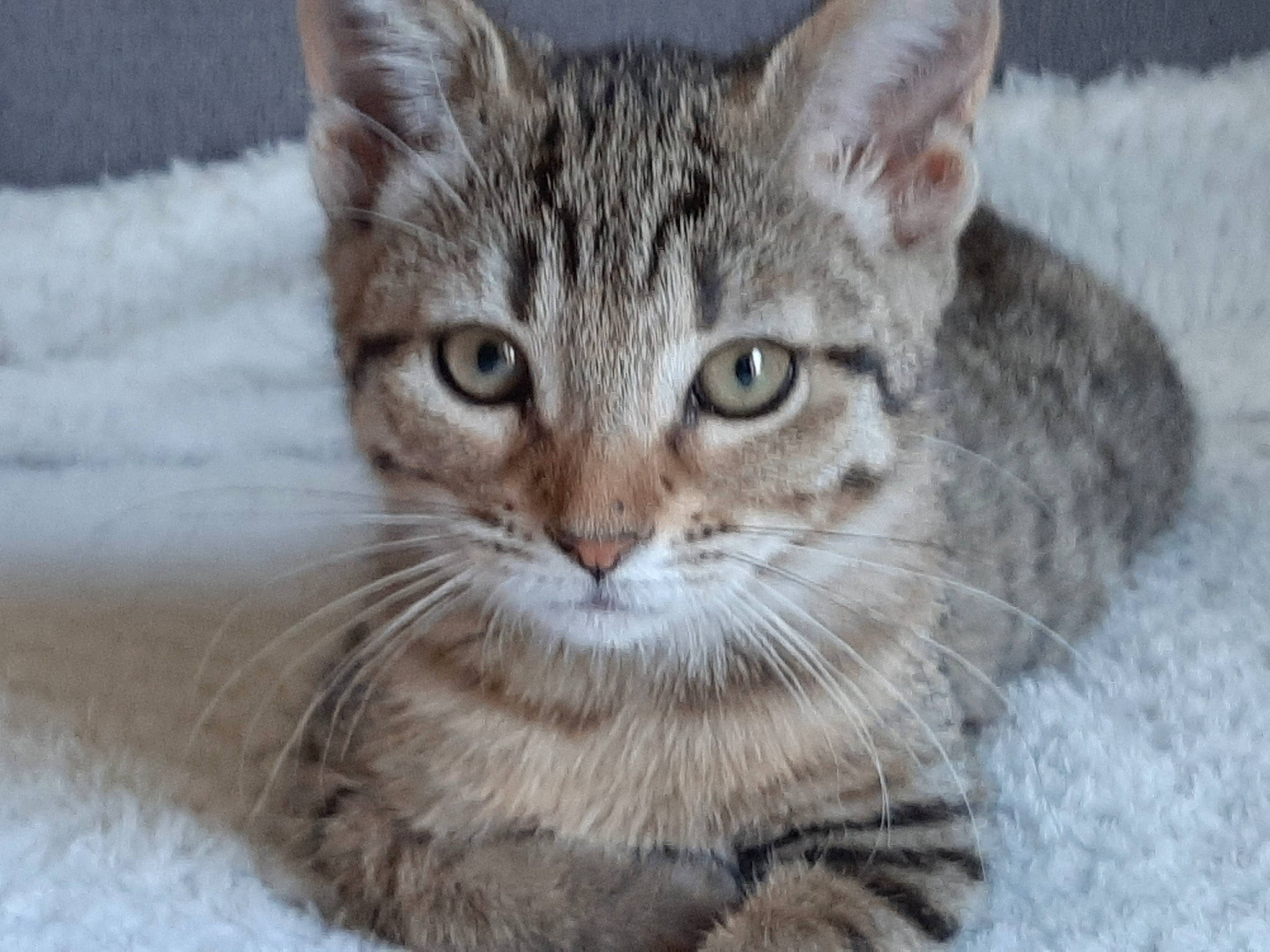 Praline participe au concours pour gagner de l'argent avec cette photo : aegean_cat, american_shorthair, american_wirehair, asian, australian_mist, carnivore, cat, domestic_short_haired_cat, dragon_li, egyptian_mau, european_shorthair, felidae, kitten, mammal, pixie_bob, small_to_medium_sized_cats, snout, tabby_cat, vertebrate, whiskers