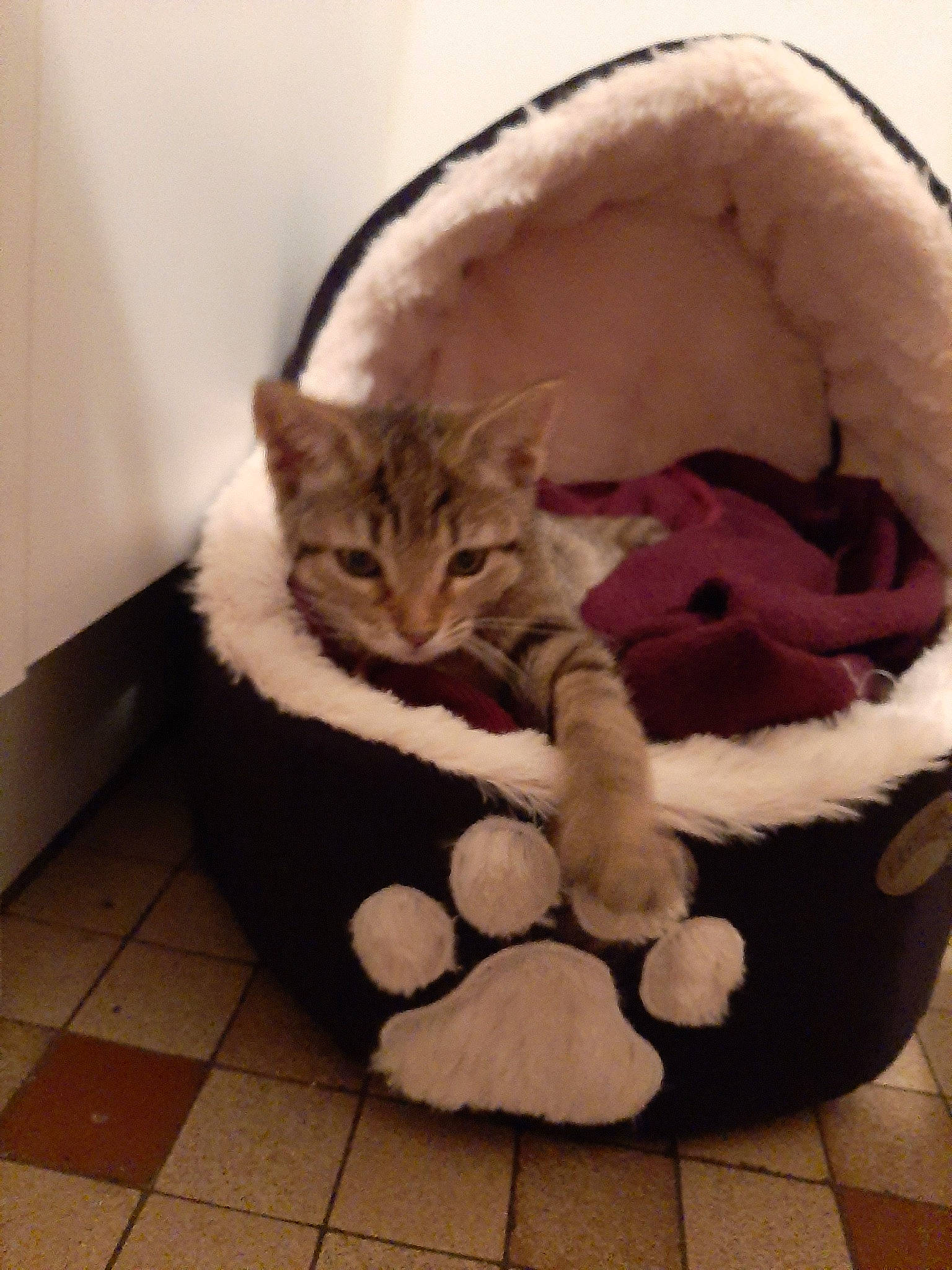 Praline a rejoint le concours — aidez-le/la à gagner de superbes lots ! asian, carnivore, cat, cat_bed, cat_supply, domestic_short_haired_cat, european_shorthair, felidae, fur, kitten, paw, polydactyl_cat, small_to_medium_sized_cats, tail, whiskers