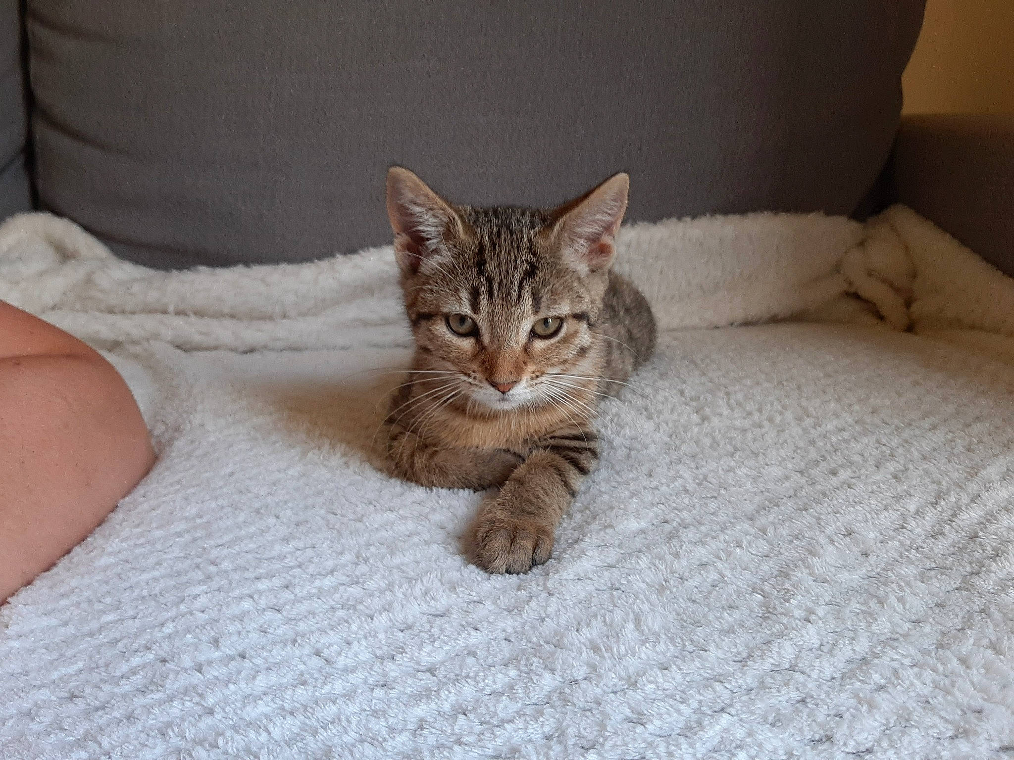 Praline a rejoint le concours — aidez-le/la à gagner de superbes lots ! american_shorthair, asian, australian_mist, bengal, california_spangled, carnivore, cat, domestic_short_haired_cat, dragon_li, european_shorthair, eye, felidae, kitten, mammal, pixie_bob, skin, small_to_medium_sized_cats, tabby_cat, vertebrate, whiskers