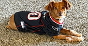 Jasper joined the competition — help win amazing prizes! dog, pet, jersey, sportswear, carpet, brown_fur, lying_down, alert, indoor, cute, animal, small_dog, clothing, portrait, canine, domestic_animal, fur, ears, eyes, resting