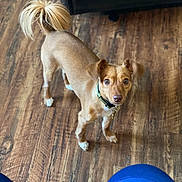 Jasper is registered to the contest to win money with this photo: dog, small_dog, brown_dog, fluffy_tail, wooden_floor, indoor, pet, collar, looking_up, curious, animal, canine, fur, ears, four_legs, standing, domestic, companion, home, blue_pants