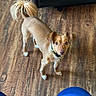 dog, small_dog, brown_dog, fluffy_tail, wooden_floor, indoor, pet, collar, looking_up, curious, animal, canine, fur, ears, four_legs, standing, domestic, companion, home, blue_pants