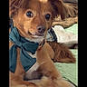 Jasper is registered to the contest to win money with this photo: dog, small_dog, bow, fluffy_paws, brown_fur, pet, indoor, couch, blanket, cozy, relaxed, cute, animal, companion, fur, portrait, domestic, paw, pet_accessory, cute_pet