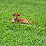 Jasper is registered to the contest to win money with this photo: dog, grass, outdoor, pet, animal, canine, nature, greenery, lawn, field, collar, leash, mammal, lying_down, alert, ears, fur, daytime, cute, small_dog