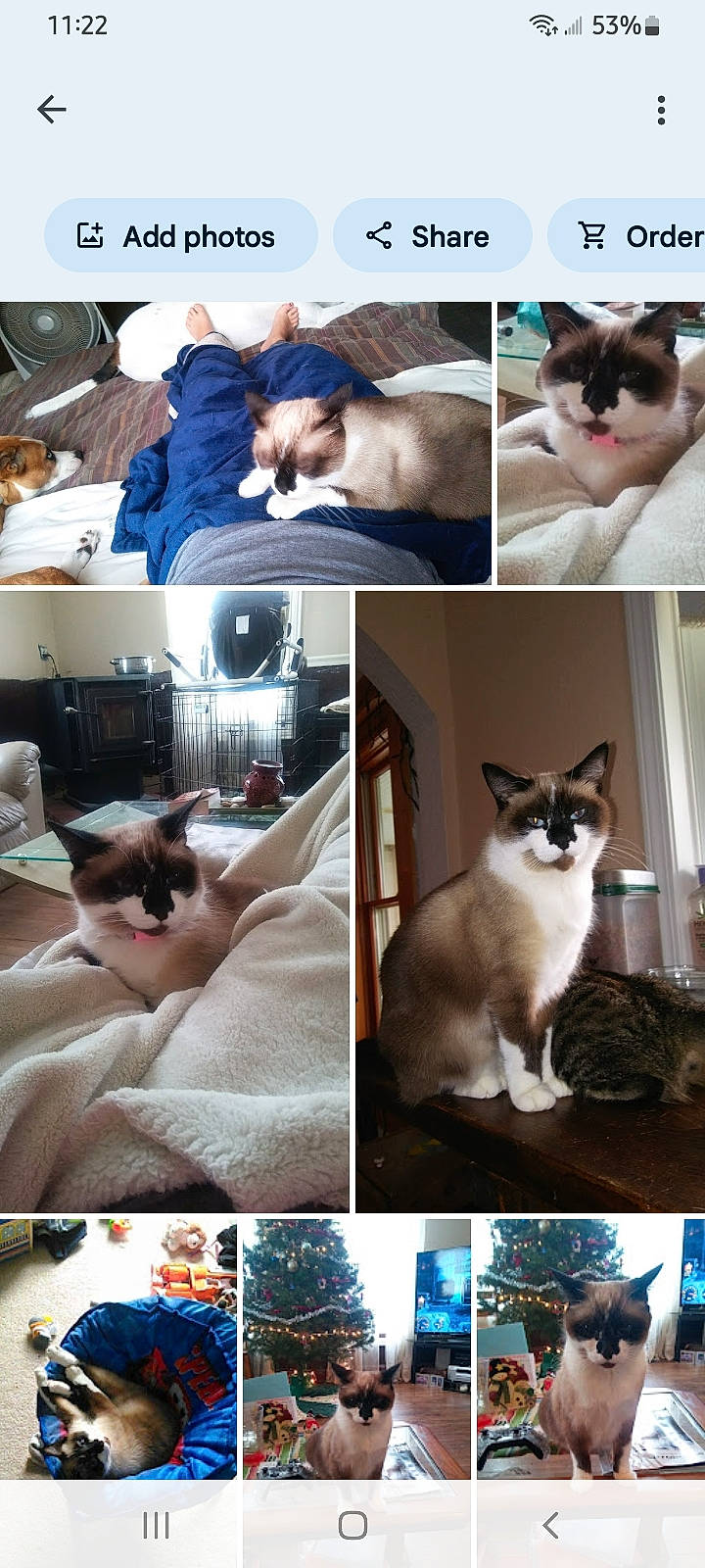 Stormy is registered to the contest to win money with this photo: art, beauty, blue, carnivore, cat, collage, comfort, facial_expression, felidae, mammal, organism, pet_supply, photo_caption, photograph, small_to_medium_sized_cats, snapshot, textile, vertebrate, whiskers, white