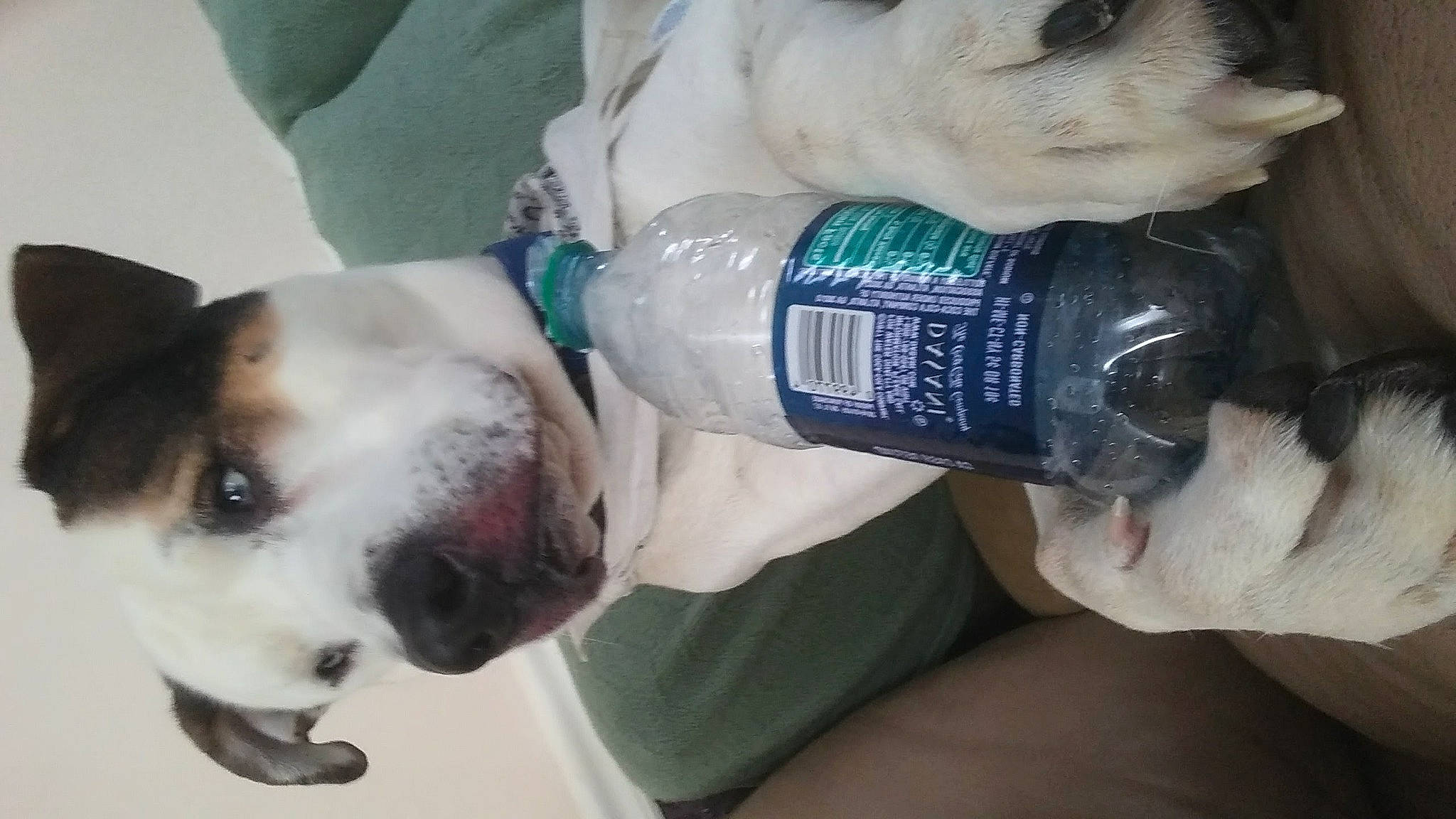 Marley joined the competition — help win amazing prizes! beer, bottle, canidae, carnivore, collar, companion_dog, dog, dog_breed, drink, drinking, fawn, fluid, liquid, mammal, nail, plastic_bottle, snout, sporting_group, vertebrate, water