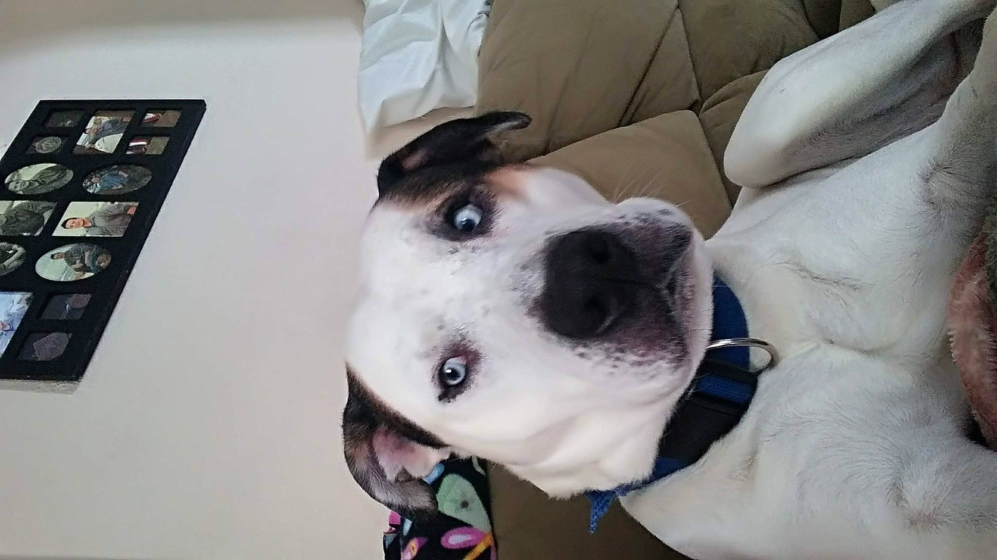 Marley is registered to the contest to win money with this photo: canidae, carnivore, collar, comfort, companion_dog, dog, dog_breed, dog_collar, ear, fawn, fur, non_sporting_group, pet_supply, selfie, snout, sporting_group, vertebrate, whiskers, working_animal