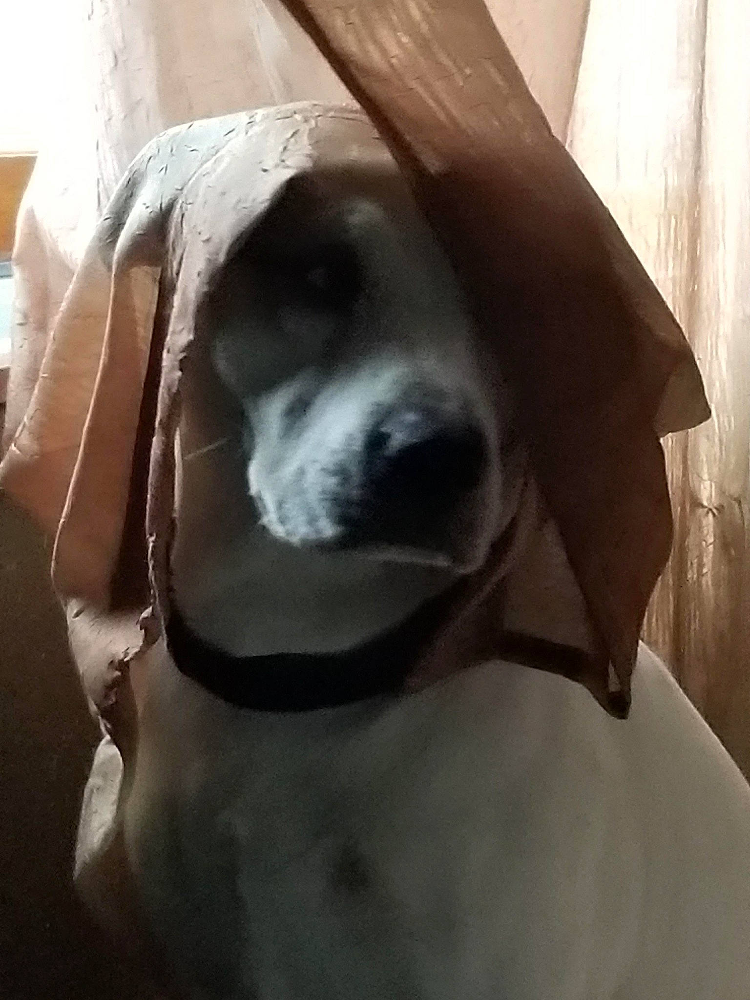 Marley joined the competition — help win amazing prizes! canidae, carnivore, collar, comfort, companion_dog, dog, dog_breed, dog_collar, dog_supply, ear, fawn, flooring, fur, grey, pet_supply, snout, sporting_group, whiskers, wood, working_animal