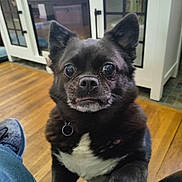 Oreo is registered to the contest to win money with this photo: adult, animal, bulldog, canine, clothing, dog, door, footwear, frenchbulldog, hardwood, indoors, interiordesign, male, man, pants, person, pet, puppy, shoe, wood