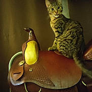 Lucki joined the competition — help win amazing prizes! cat, tabby, animal, saddle, leather, brown, indoor, pet, feline, curious, perched, furniture, background_blur, domestic_animal, looking, tail, ears, whiskers, four_legged, household