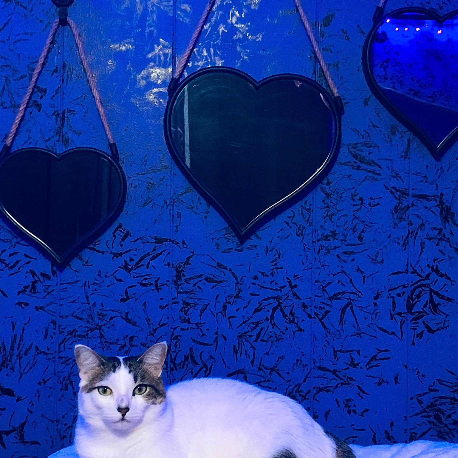 Tiki Cha Cha