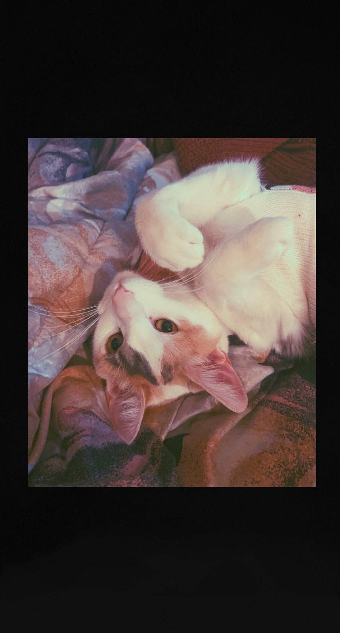 Serafina joined the competition — help win amazing prizes! art, canidae, carnivore, comfort, companion_dog, darkness, dog, dog_breed, feather, felidae, flesh, fur, nap, paw, petal, sporting_group, tail, toy_dog, visual_arts, whiskers