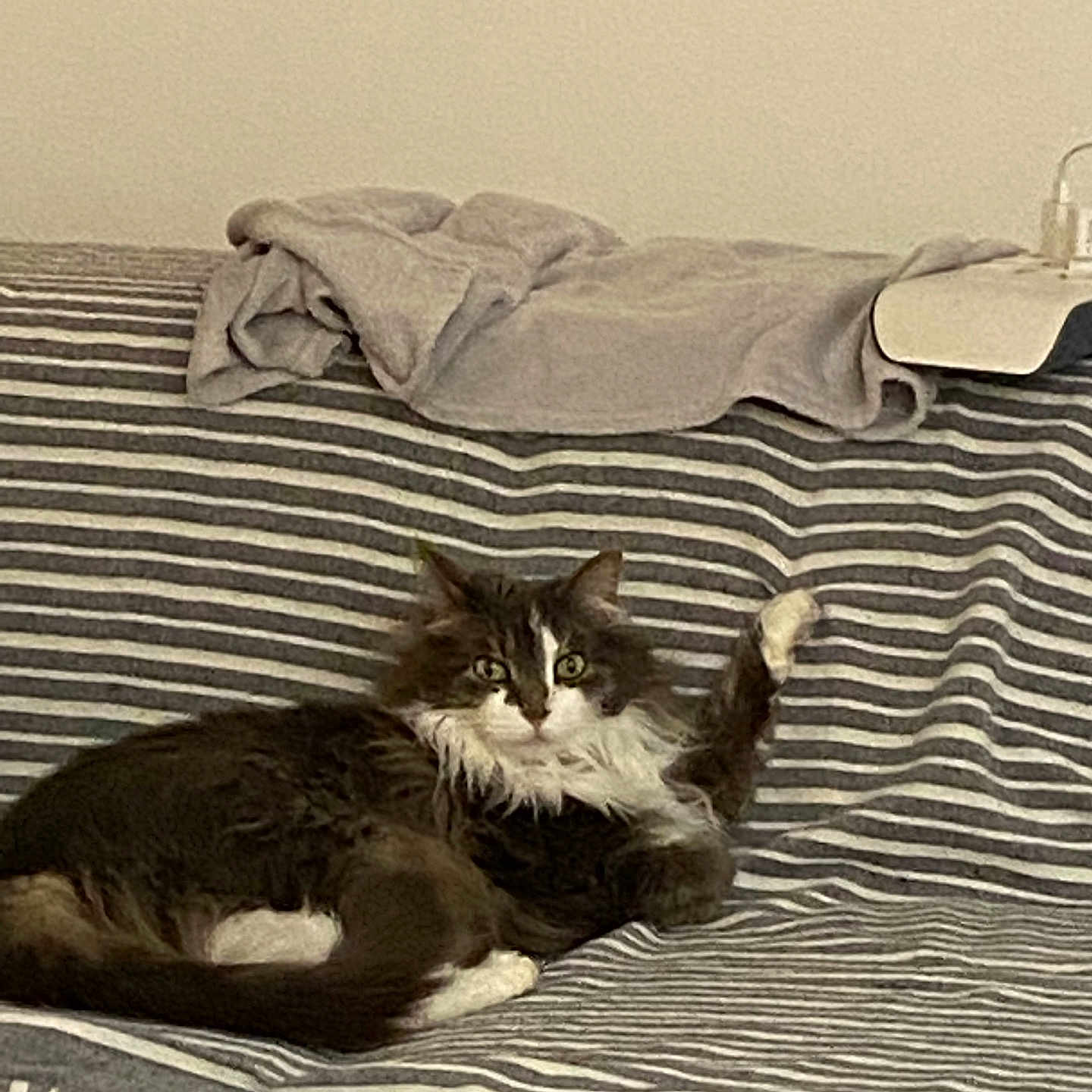 Maya a rejoint le concours — aidez-le/la à gagner de superbes lots ! animal, blanket, cat, cozy, cute, fluffy, fur, furniture, gray_fur, home, indoor, living_room, paw, pet, raised_paw, relaxed, resting, striped_couch, striped_pattern, white_paw