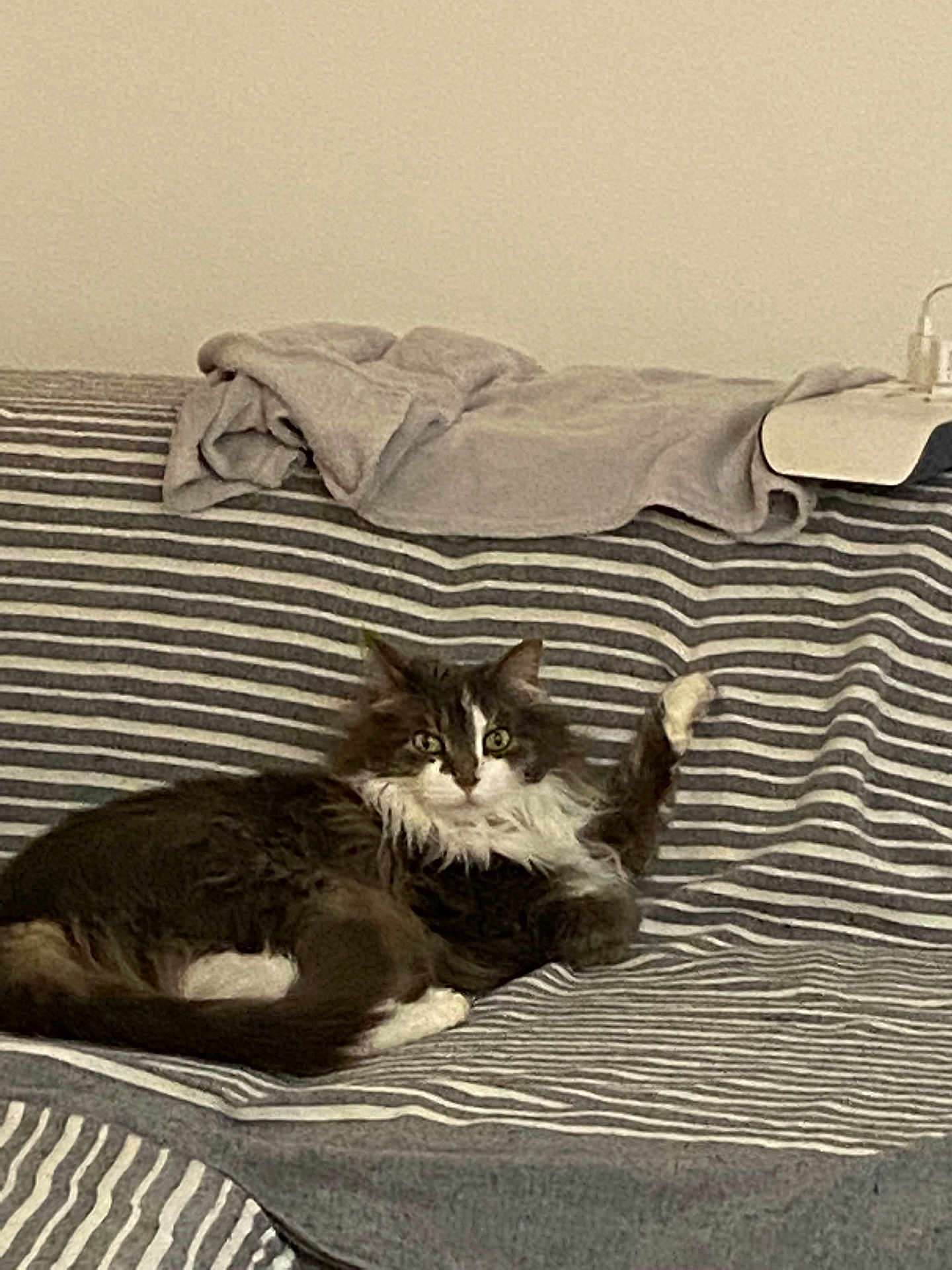 Maya